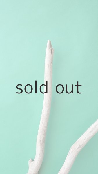 画像5: 幹流木 (5)