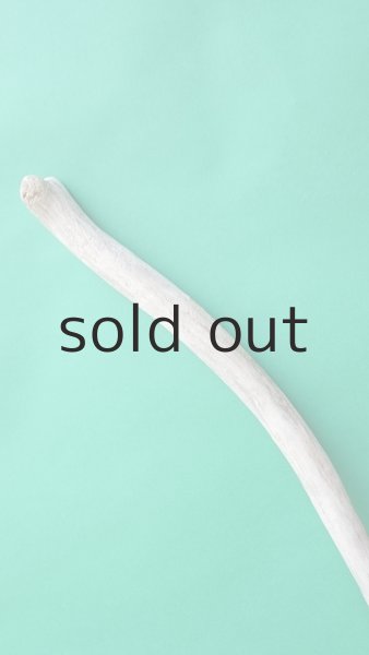 画像5: 幹流木 (5)