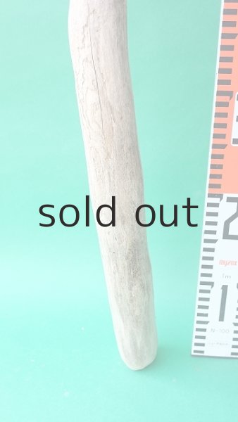 画像6: 幹流木 (6)