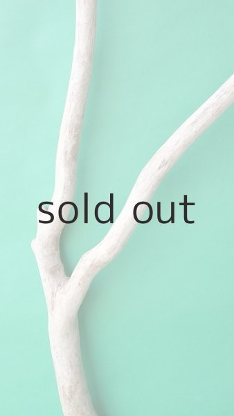 画像4: 幹流木 (4)