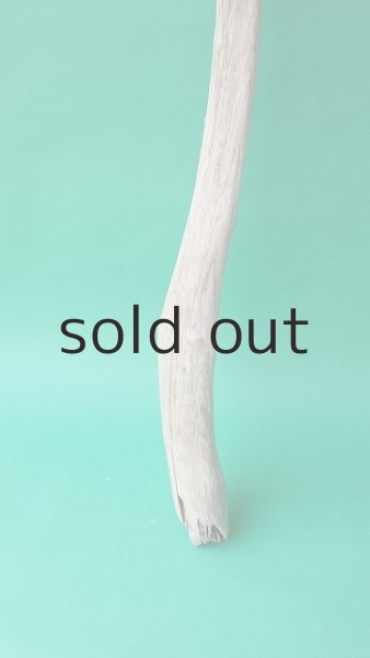 画像2: 幹流木 (2)