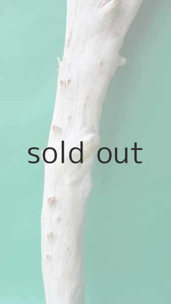 画像3: 幹流木 (3)