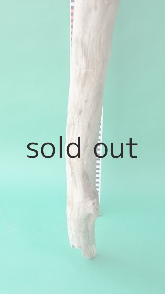 画像7: 幹流木 (7)