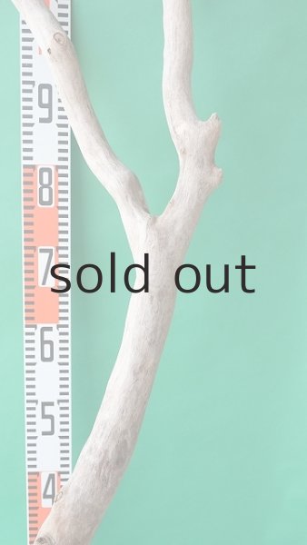 画像8: 幹流木 (8)