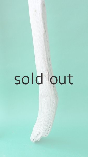 画像5: 幹流木 (5)