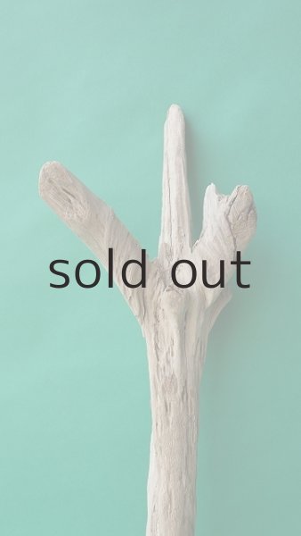 画像3: 幹流木 (3)