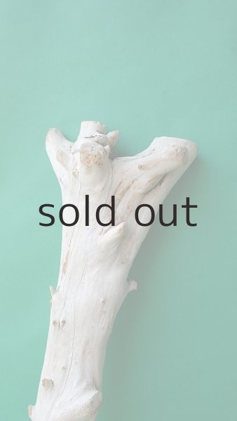 画像4: 幹流木 (4)