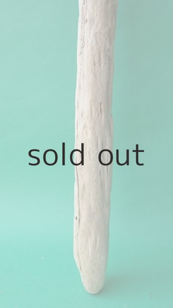 画像2: 幹流木 (2)