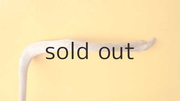 画像4: 流木根 (4)