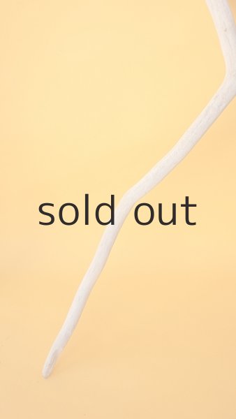 画像5: 流木根 (5)