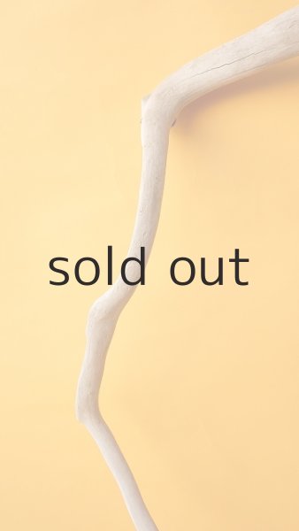 画像3: 流木根 (3)