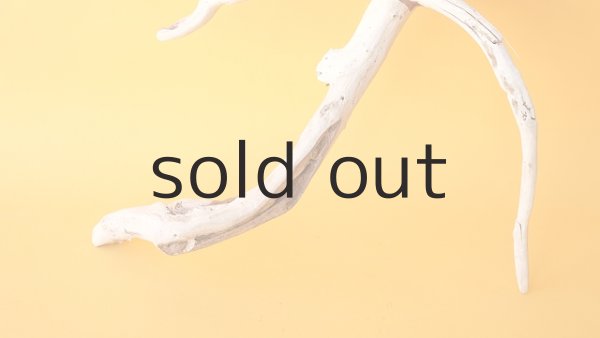 画像2: 流木根 (2)