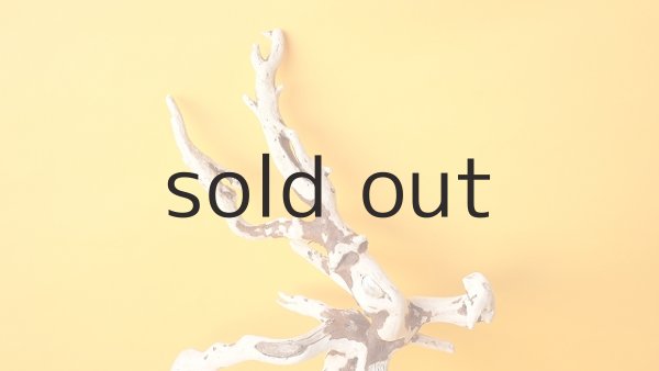 画像3: 流木根 (3)