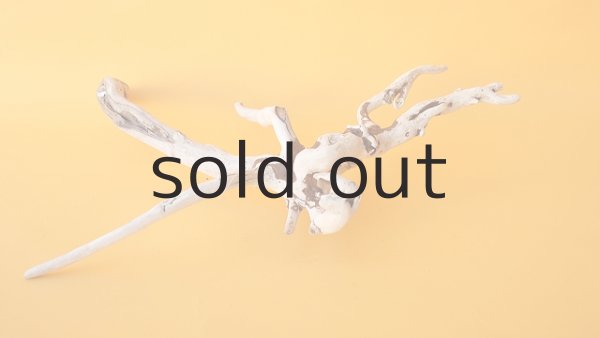 画像5: 流木根 (5)