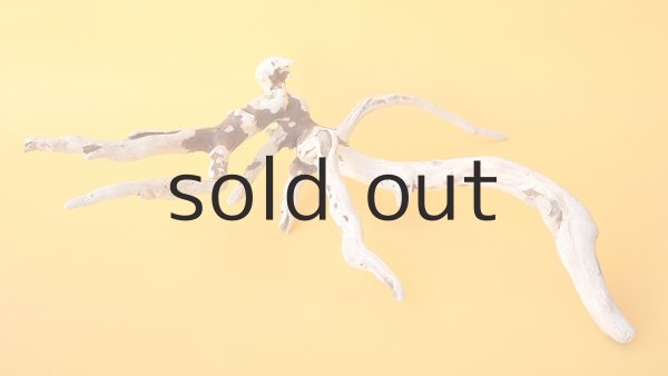 画像4: 流木根 (4)