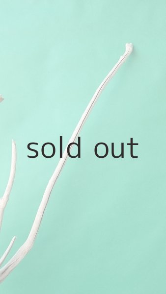 画像5: 枝流木 (5)