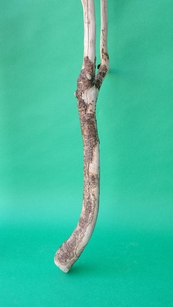 画像5: 枝流木 (5)