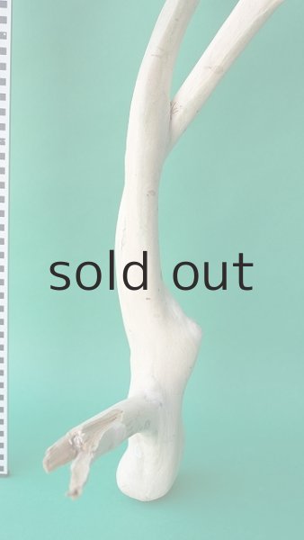 画像5: 枝流木 (5)