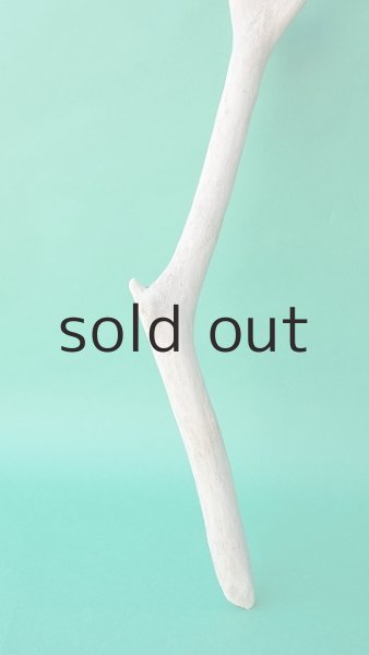 画像2: 枝流木 (2)