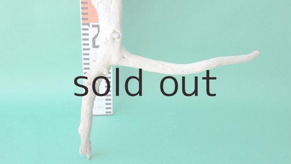 画像6: 枝流木 (6)