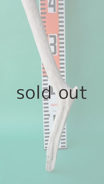 画像5: 枝流木 (5)