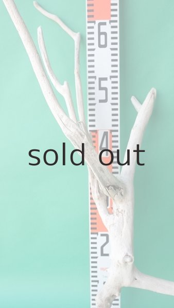 画像7: 枝流木 (7)