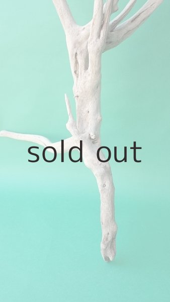 画像2: 枝流木 (2)