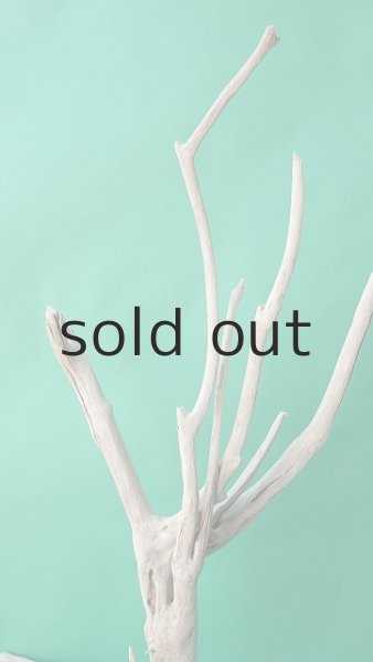 画像3: 枝流木 (3)