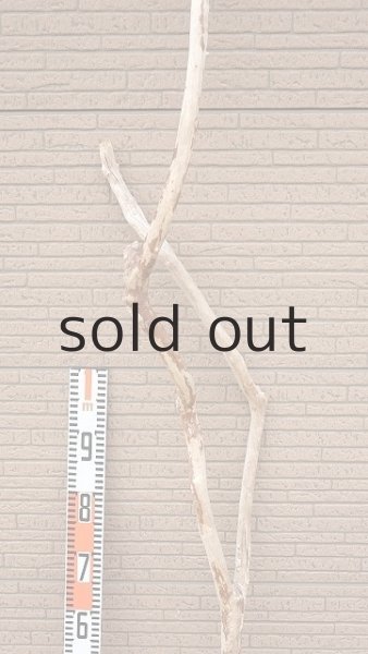 画像7: 幹流木・長尺 (7)