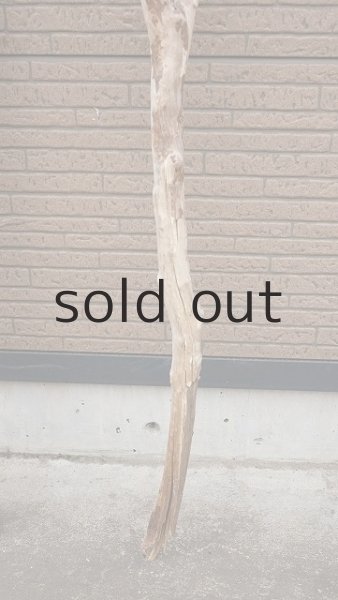 画像6: 幹流木・長尺 (6)