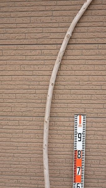 画像6: 棒流木・長尺 (6)