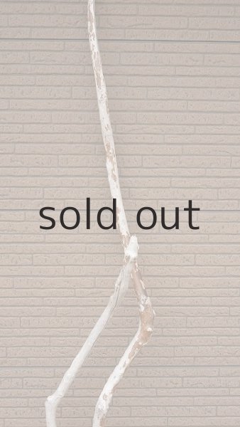 画像4: 幹流木・長尺 (4)