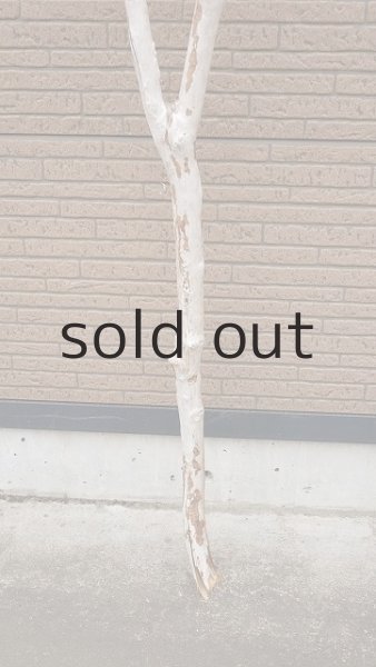 画像2: 幹流木・長尺 (2)