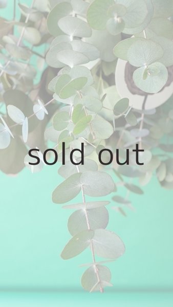 画像3: Dry plants for decor ユーカリ2種シンプルスワッグ (3)