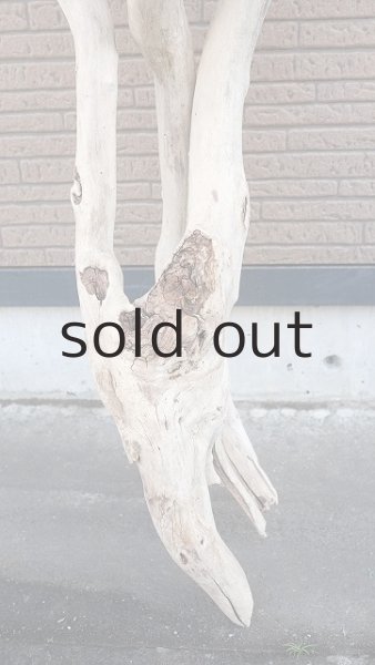 画像2: 大型 幹・根付 (2)