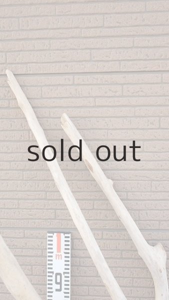 画像9: 大型 幹・根付 (9)