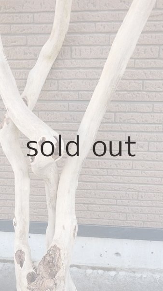 画像6: 大型 幹・根付 (6)