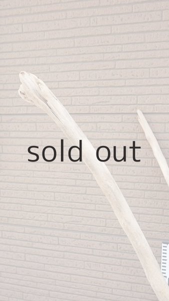 画像10: 大型 幹・根付 (10)