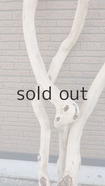 画像3: 大型 幹・根付 (3)