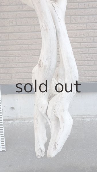 画像7: 大型 幹・根付 (7)