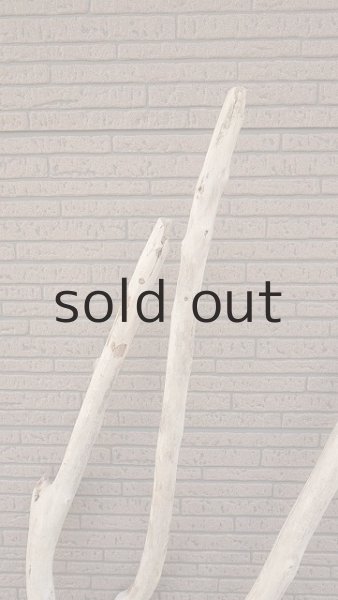 画像4: 大型 幹・根付 (4)