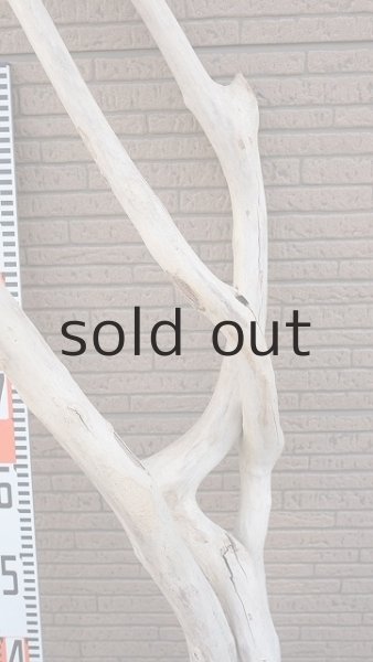 画像8: 大型 幹・根付 (8)