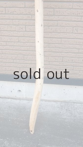 画像2: 棒流木・長尺 (2)