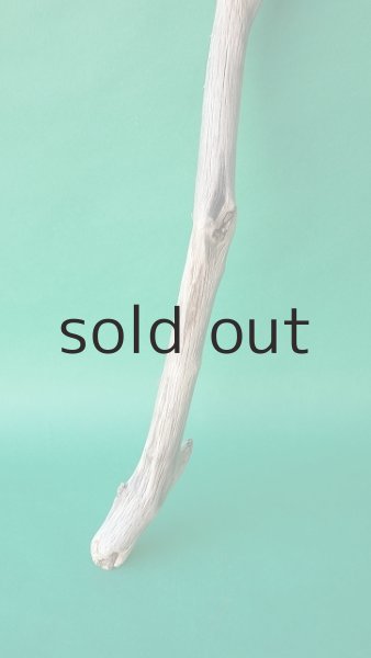 画像2: 枝流木 (2)