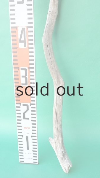 画像5: 枝流木 (5)