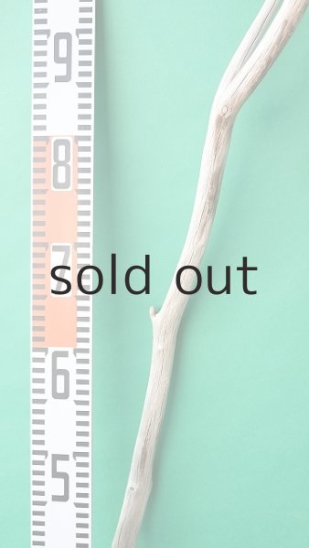 画像6: 枝流木 (6)