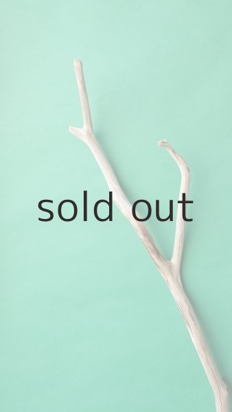 画像4: 枝流木 (4)