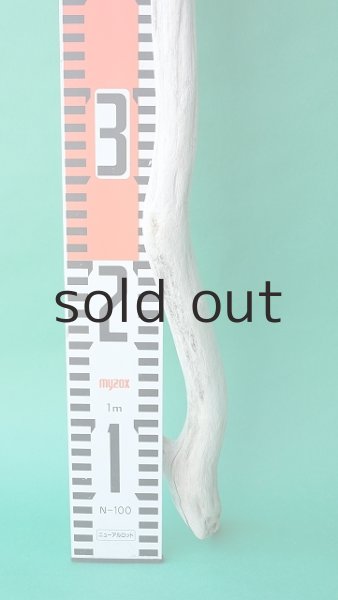 画像5: 枝流木 (5)