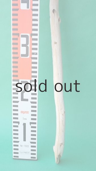 画像5: 枝流木 (5)