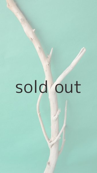 画像3: 幹流木 (3)